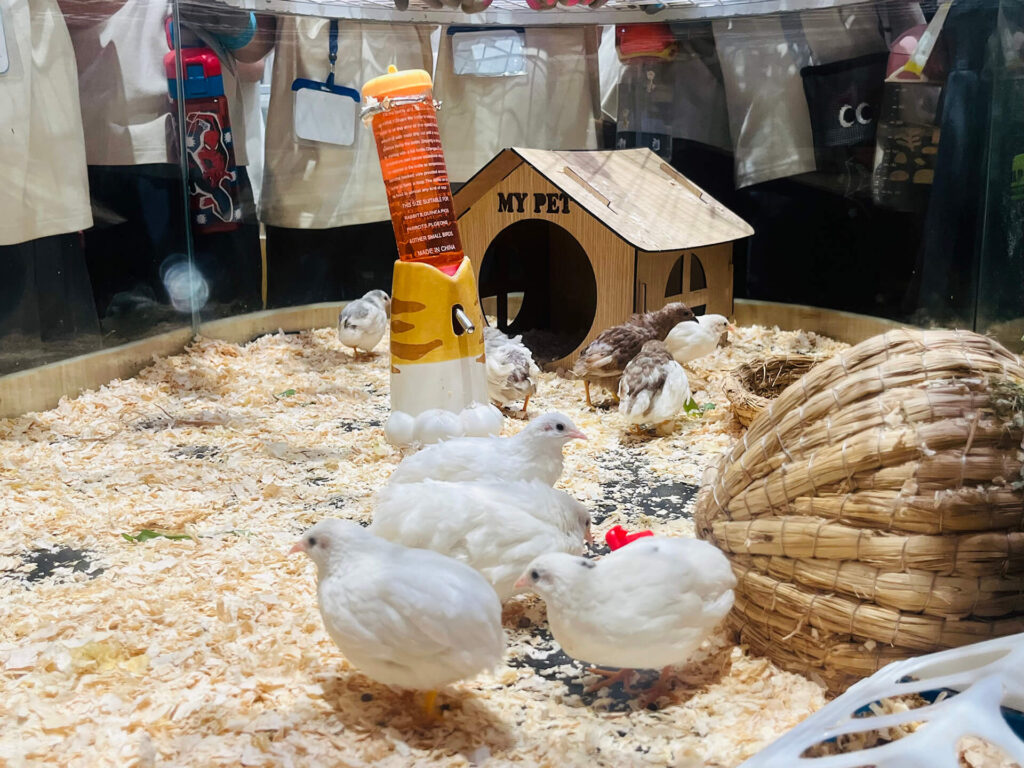 Summer 2025: Summer Farm Adventures – ảnh 12